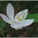 ಬೆಳಿ - ಸ್ಪಷ್ಟತೆ
