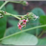 ಗೇರು ಬೀಜದ ಹೂವು!!!