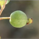 ಭವಿಷ್ಯ ಹೇಂಗಿರ್ತೋ?