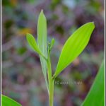 ಮ್ಯಾಂಜಿಯಂದೇ ಇಷ್ಟು ಚೆಂದ ಇರ್ತು ಅಲ್ದಾ?