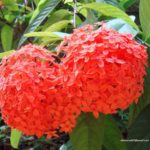 ಕಶಿ ಕಿಸ್ಕಾರ