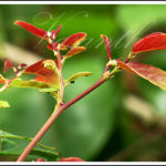 ಪ್ರಕೃತಿ ದೃಶ್ಯಂಗೊ
