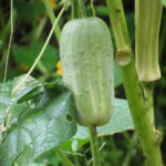 ಚೆಕ್ಕರ್ಪ್ಪೆ