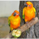 ಬೇರೆ೦ತಾರು ತಿ೦ಬಲೆ ತನ್ನಿ ನೊಡೊ ಸೇಬು ಮುಗುದತ್ತು...