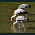 ಕೊಕ್ಕರೆಗೊ ಮೀನು ಹೀಡಿತ್ತ ಕೆಣಿ