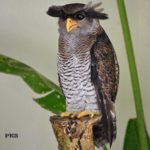 ಗೂಮನ ಓರಕ್ಕು ಬಿಟ್ಟತ್ತು