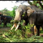 ಗುರುವಾಯೂರಿನ ಆನೆಶಾಲೆ