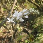 ವೆಂಕಟೇಶಣ್ಣ ತೆಗ್ದ ಹೂಗಿನ ಫಟ