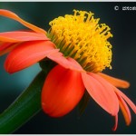 ‘ನಂದನ’ ಸಂವತ್ಸರದ ಶುಭಾಶಯಂಗೊ…