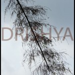 SONY DSC