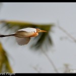Cattle Egret