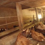 ಗೋಶಾಲೆಯ ಇನ್ನೊಂದು ನೋಟ