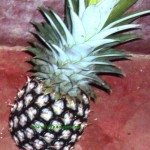ಹದಾ ಬೆಳೆದ ಪರಂಗಿ