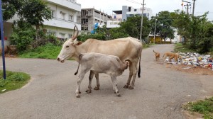 Cow-and-Calf